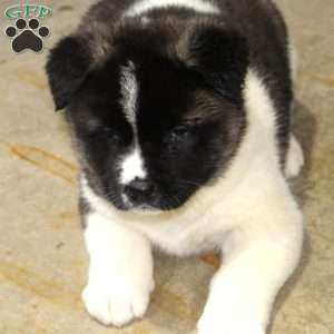 Dolley, Akita Puppy